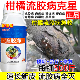 柑橘流胶病专用药柑橘流胶病杀菌剂微生物肥料果树流胶病专用药