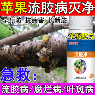 流胶净苹果流胶病专用药苹果流胶病杀菌剂病全治果树流胶专用药