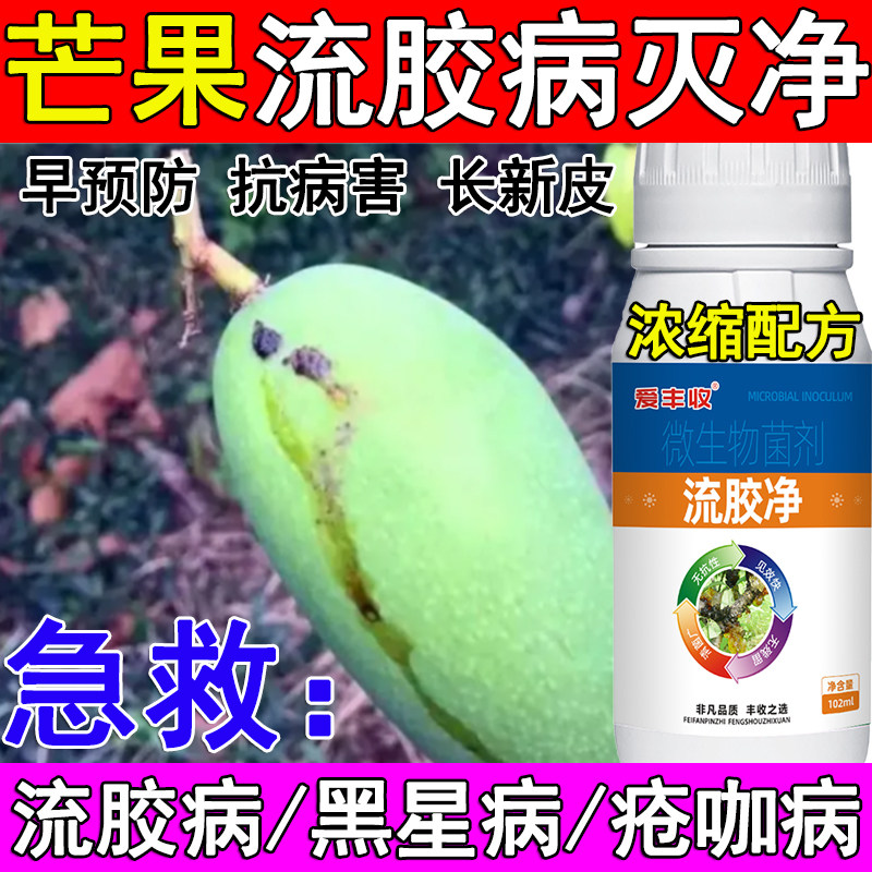 流胶净芒果流胶病专用药芒果流胶病杀菌剂病全治果树流胶专用药