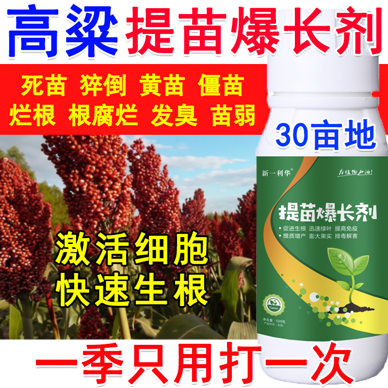 高粱提苗暴长高粱生根剂生根液促进生根死苗猝倒黄苗专用增产肥料