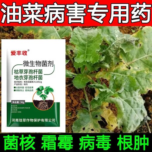 油菜根肿病油菜专用药病全治红黄叶烂根菌核病毒病栏杆病霜霉专用