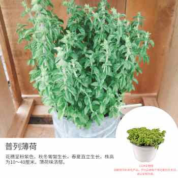 香草植物盆栽苗虹越阳台百里香洋甘菊薄荷绵杉菊甜叶菊牛至琉璃苣