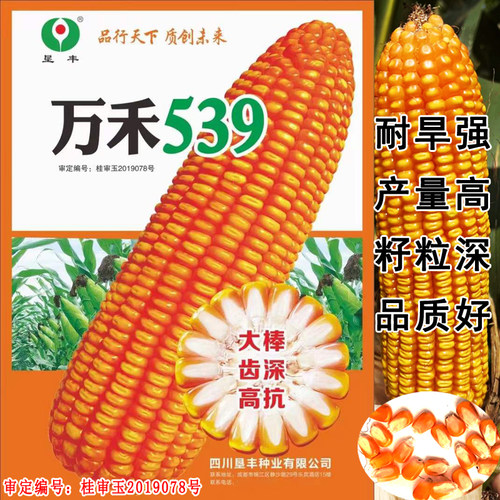 矮杆大棒万禾539夏播耐旱玉米种子适宜低热河谷中低海拔区域种植