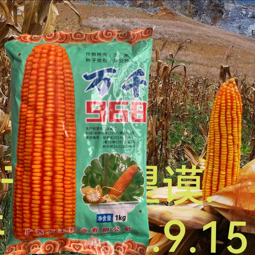 广西玉米种子万千968矮杆大棒玉米种子适应中低海拔播种1kg/袋