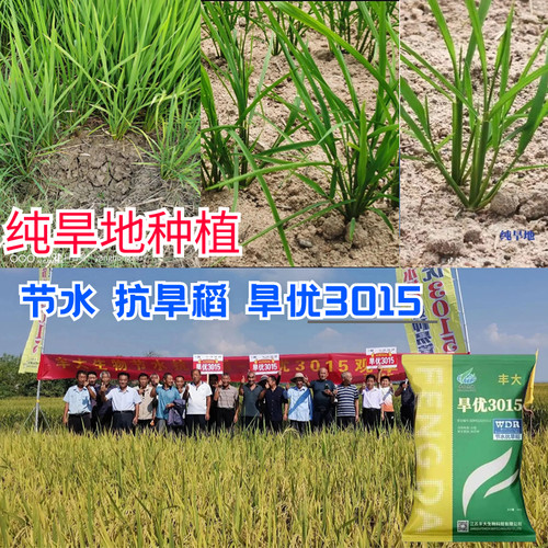 正品国审节水抗旱稻旱优3015结实率高好种易管像小麦一样种植旱稻