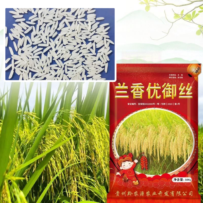 杂交水稻种子556抗病丰产