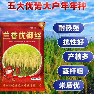 杂交水稻种子556抗病丰产