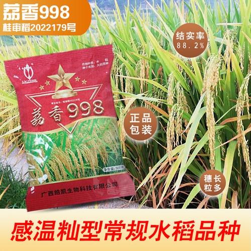 浓香型国标一级香米水稻种子荔香998可以留种的常规稻水稻种子