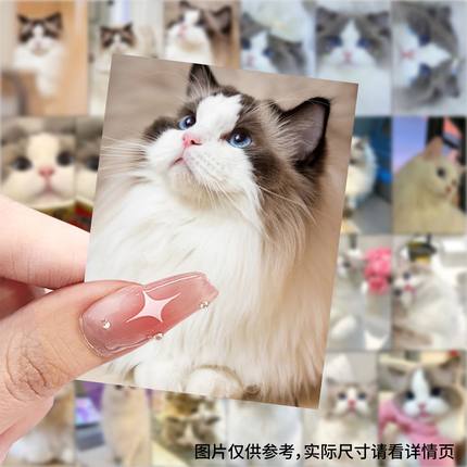 63张布偶猫贴纸可爱卡通Q版装饰手账手机壳笔记本电脑防水贴画diy
