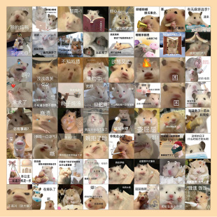 63张鼠鼠表情包贴纸高颜值搞笑沙雕装 饰手机电脑桌面水杯防水贴画