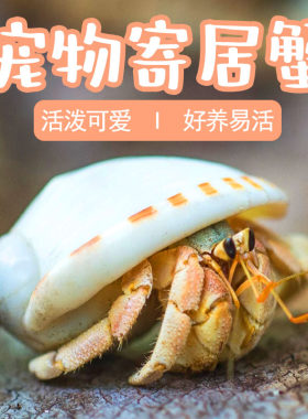 寄居蟹宠物活体好养活