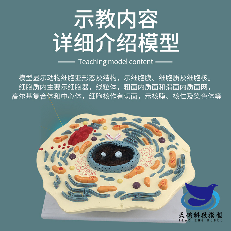 细胞膜天鸽运费险线粒体解剖模型