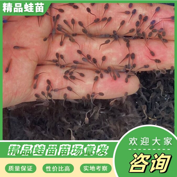 牛蛙蝌蚪活体水族宠物养殖蝌蚪苗 小蝌蚪青蛙苗牛蛙苗包活送饲料