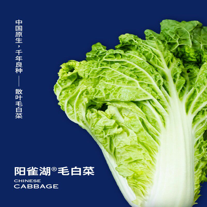 阳雀湖雄安新鲜毛白菜高钙高叶酸农家青白菜4斤现摘现发鲜蔬