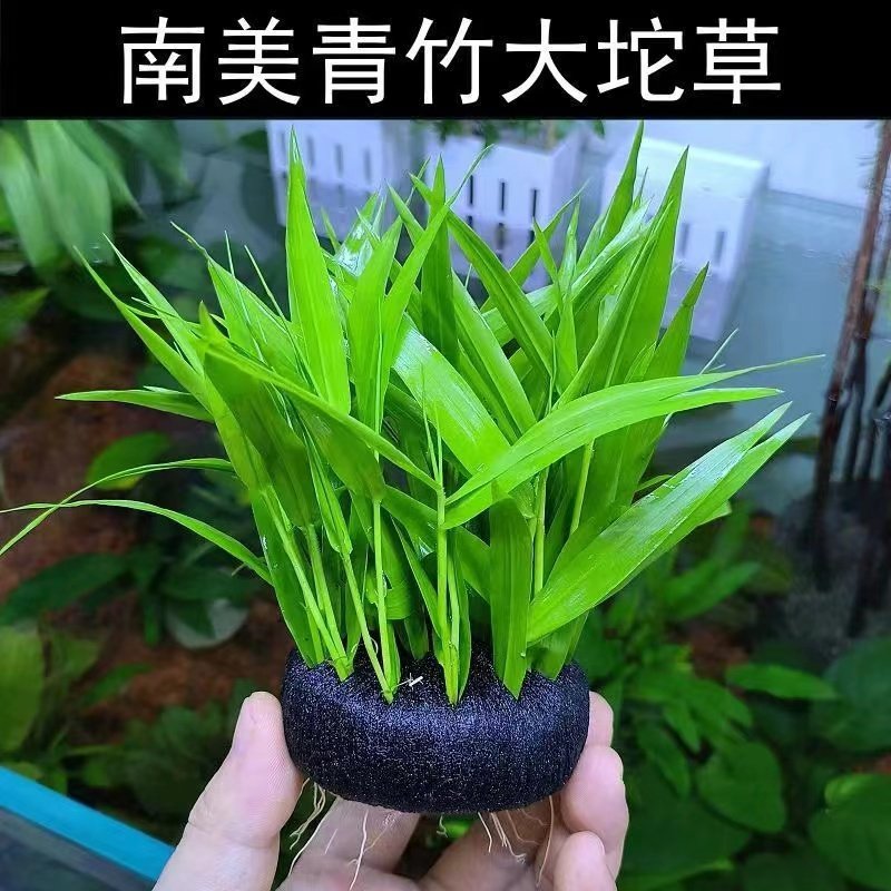 南美青竹水草坨草鱼缸净化水质新手养阴性水族箱鱼缸造景后景布景,宠物/宠物食品及用品,水草,淘宝优惠券,粉丝福利购,淘宝优惠卷