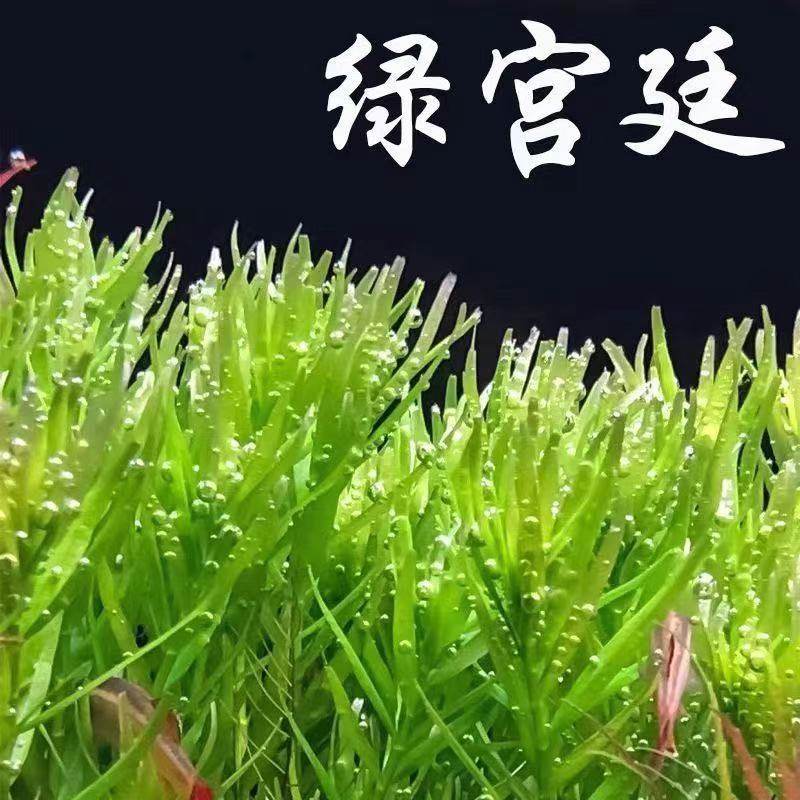 造景绿宫廷新手水下叶水草鱼缸植物懒人活体淡水中后景草,宠物/宠物食品及用品,水草,淘宝优惠券,粉丝福利购,淘宝优惠卷