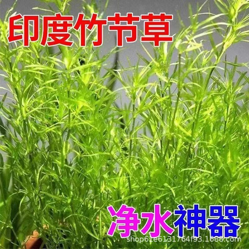 入缸成景，新手养不死的好养水草