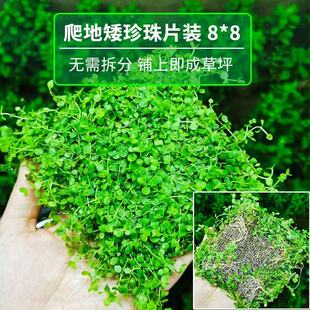 装 饰鱼缸造景前景草爬地矮珍珠迷你水草坪淡水阴性水草皮活体植物