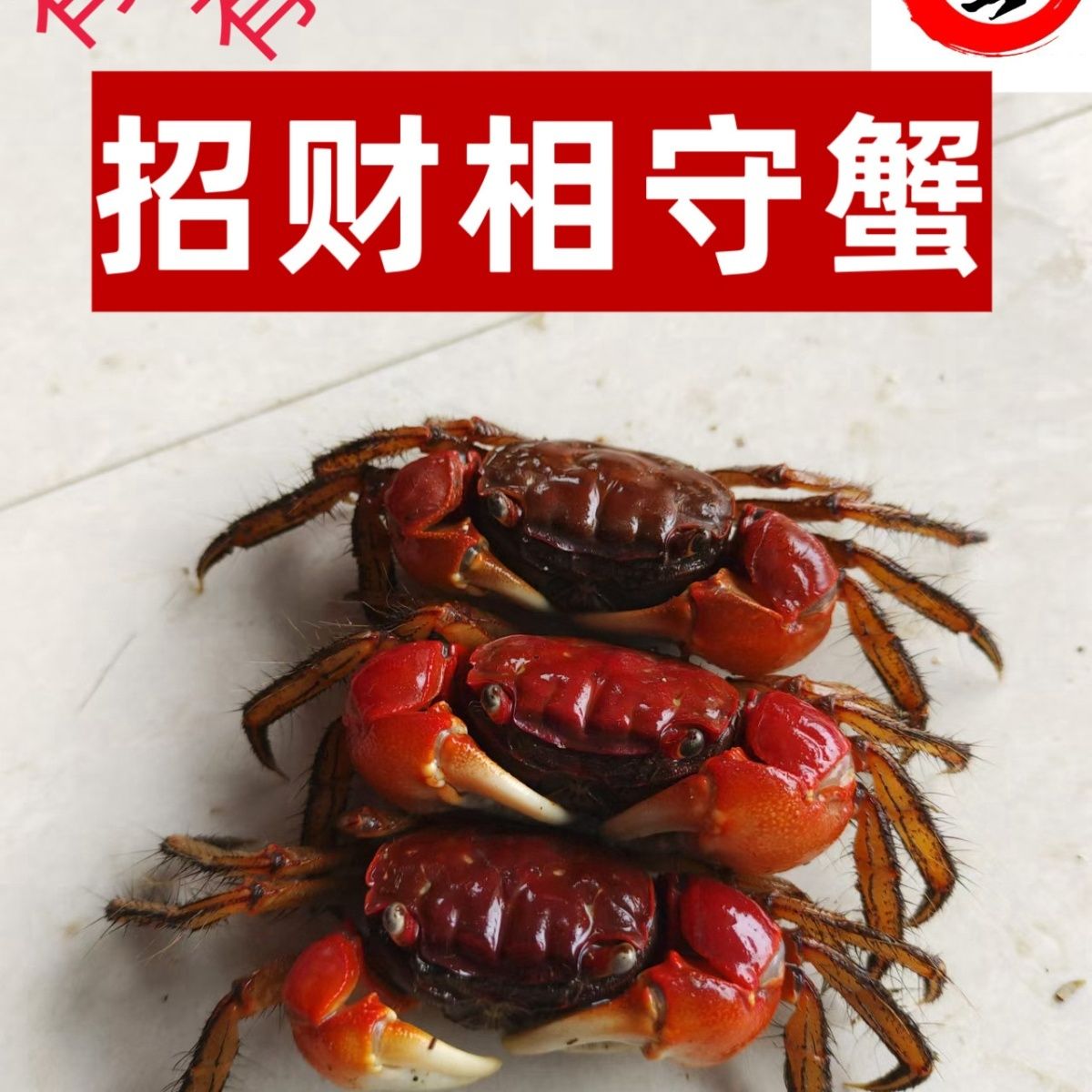 红鳌相手蟹小宠物蟹活体爬宠鱼缸观赏蟹淡水蟹七彩螃蟹夜市摆地摊