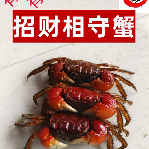 红鳌相手蟹小宠物蟹活体爬宠鱼缸观赏蟹淡水蟹七彩螃蟹夜市摆地摊