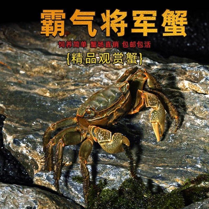 将军蟹水族清洁除藻网红活