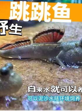 弹涂鱼活鱼跳跳鱼小型淡水观赏鱼弹涂鱼水陆两栖原生好养易活活体