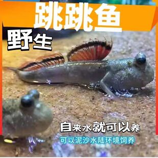弹涂鱼活鱼跳跳鱼小型淡水观赏鱼弹涂鱼水陆两栖原生好养易活活体