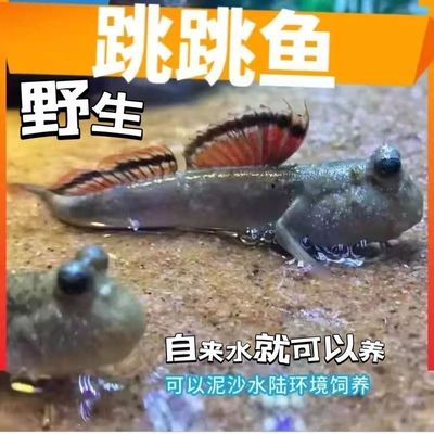 弹涂鱼活鱼跳跳鱼小型淡水观赏鱼弹涂鱼水陆两栖原生好养易活活体