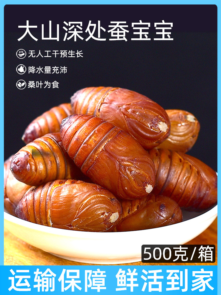 大黄蚕蛹500克丹东宽甸东北特产柞蚕蛹新鲜活蚕蛹大茧蛹蝉蛹