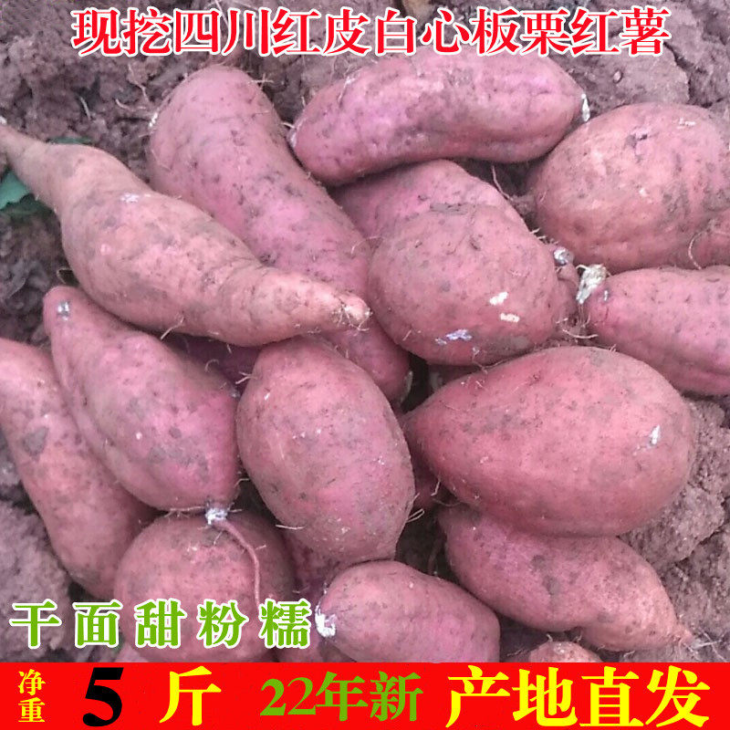 22四川白心板栗薯农家自种新鲜红苕白薯白瓤地瓜红皮白心红薯番薯
