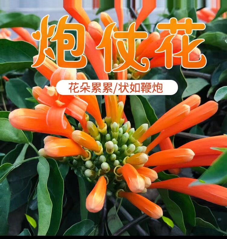 炮仗花爬藤庭院围墙四季开花常青