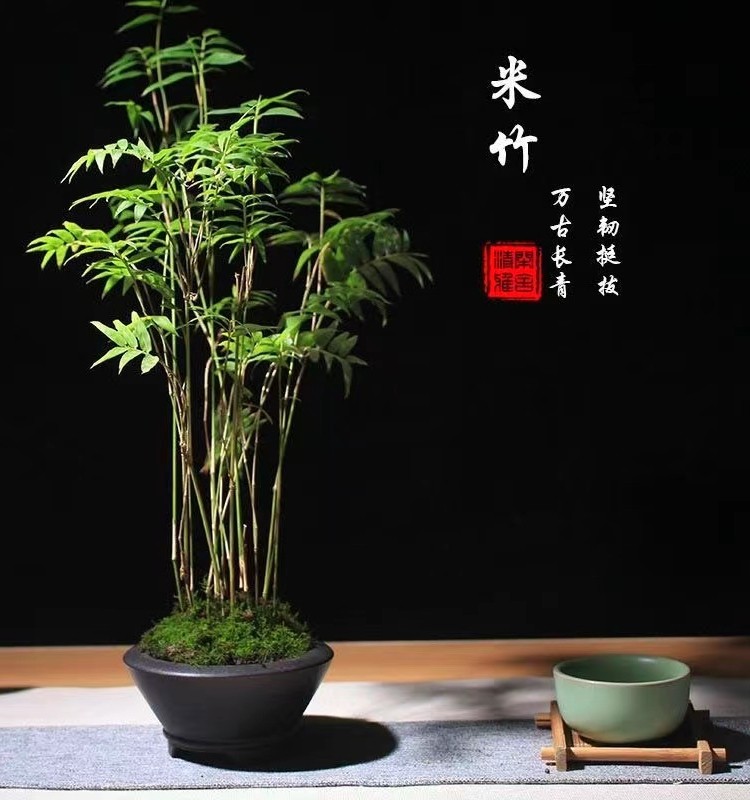 水培植物米竹室内盆栽富贵竹南天竹桌面绿植带根水生竹子花卉好养