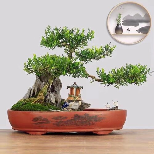 黄杨盆栽庭院老桩耐寒常青绿植小叶皱皮黄杨植物阳台客厅造型盆景