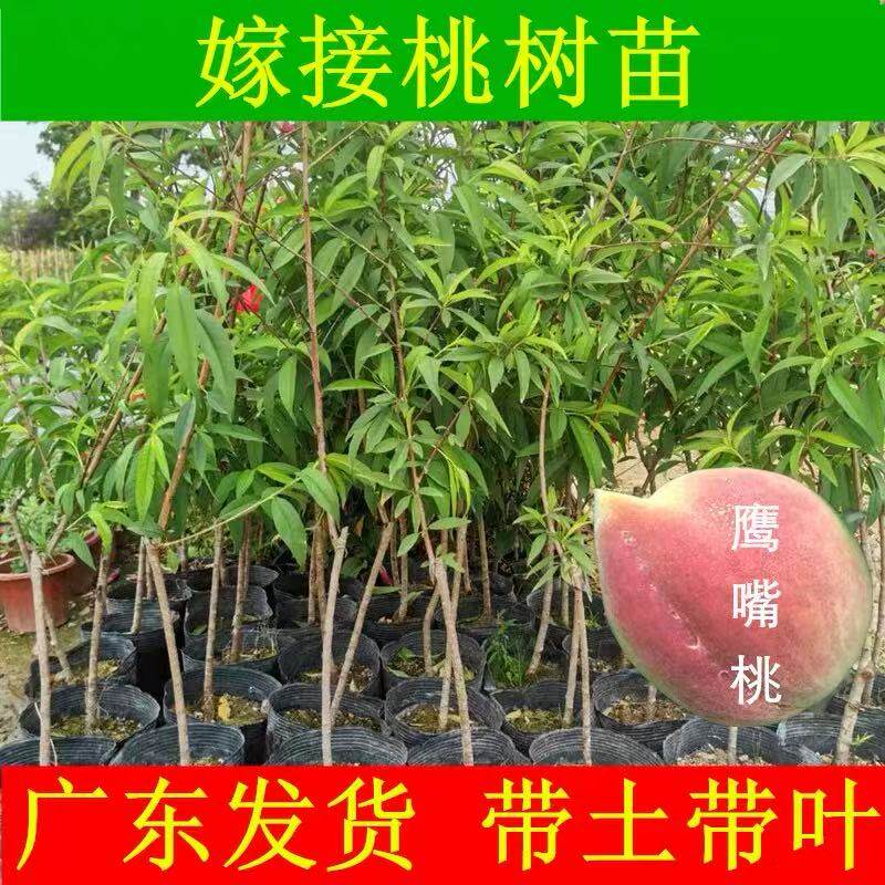 桃子果苗鹰嘴桃树苗 嫁接桃树苗三月桃脆桃阳台盆栽地栽南方种植
