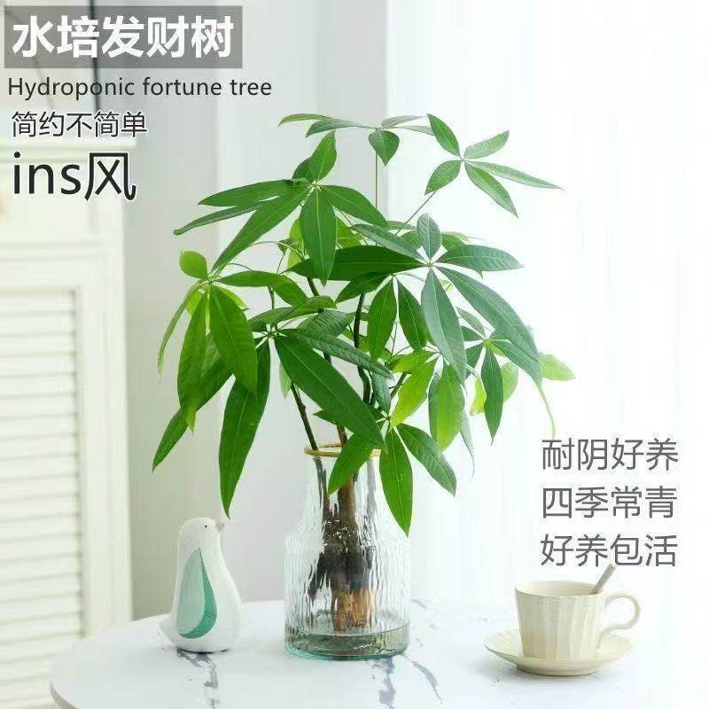 【恭喜发财】水培植物发财树办公室内客厅桌面花卉盆栽净化绿植