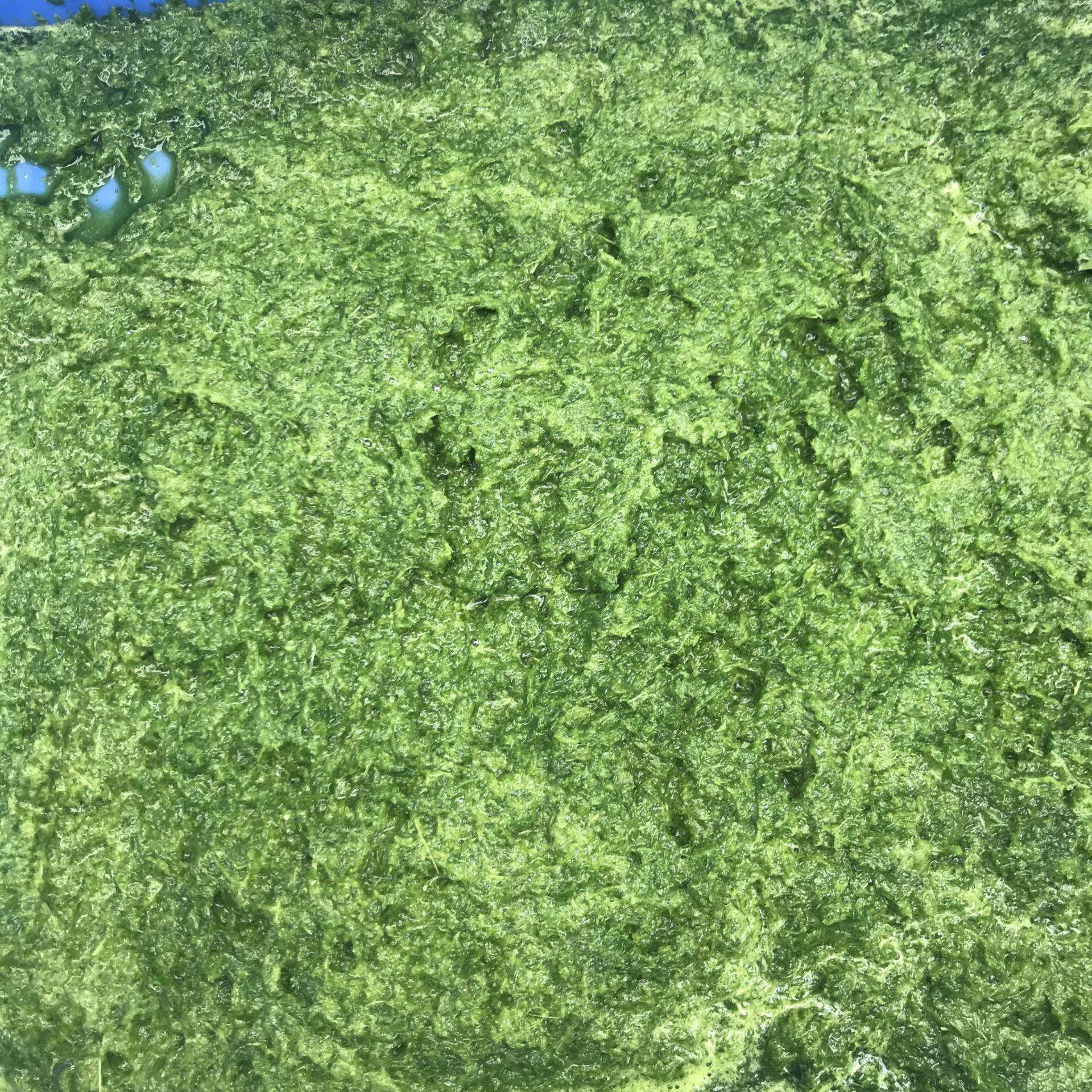*土豆南瓜打碎研磨机 新鲜青红辣椒蒜头打碎机菠萝刺梨破碎切碎机
