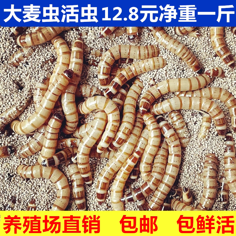 大麦虫活虫鲜活面包虫大号黄粉虫金龙鱼鱼食八哥画眉鸟食活体虫子