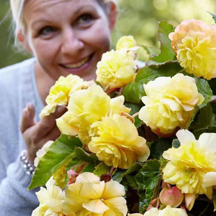 球根海棠种球大花直立垂吊花园阳台室内外对版多年生花卉