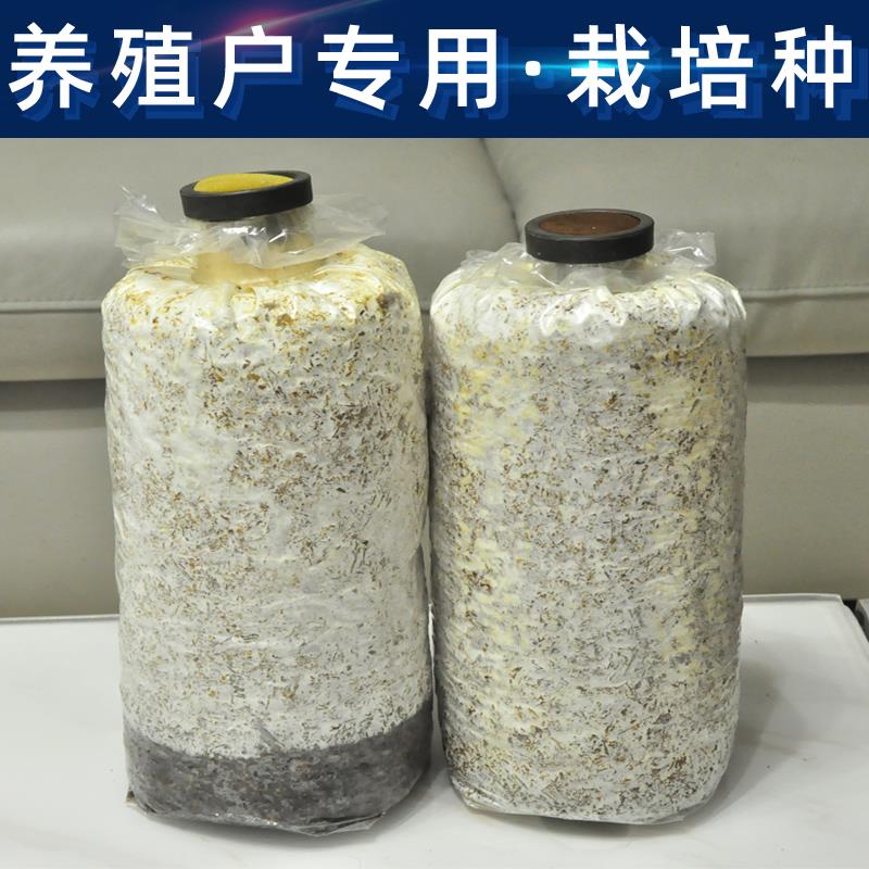 食用菌灵芝生产种菌种原种栽培种一级种二级种 三级种 母种试管