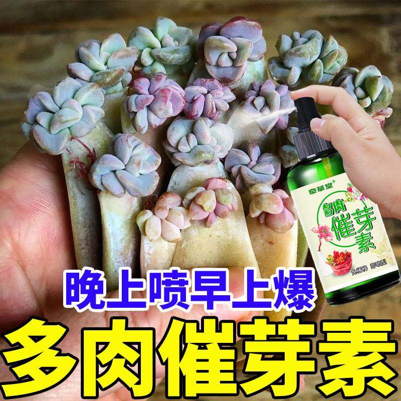 多肉肥料专用肥植物催芽生根发芽营养液叶片爆芽素促生长杀菌药