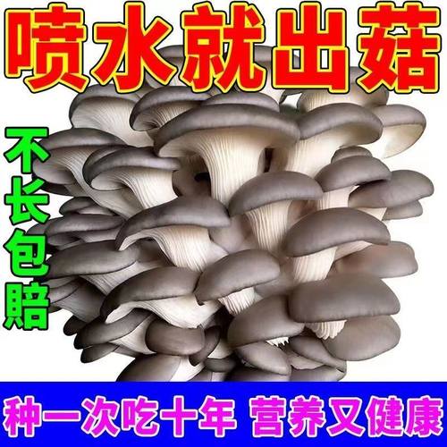 家庭种植蘑菇菌包食用现吃现摘