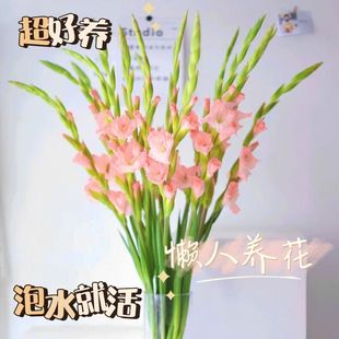 剑兰鲜花家用插花花期长唐菖蒲节节高室内花束年宵水养懒人鲜切花
