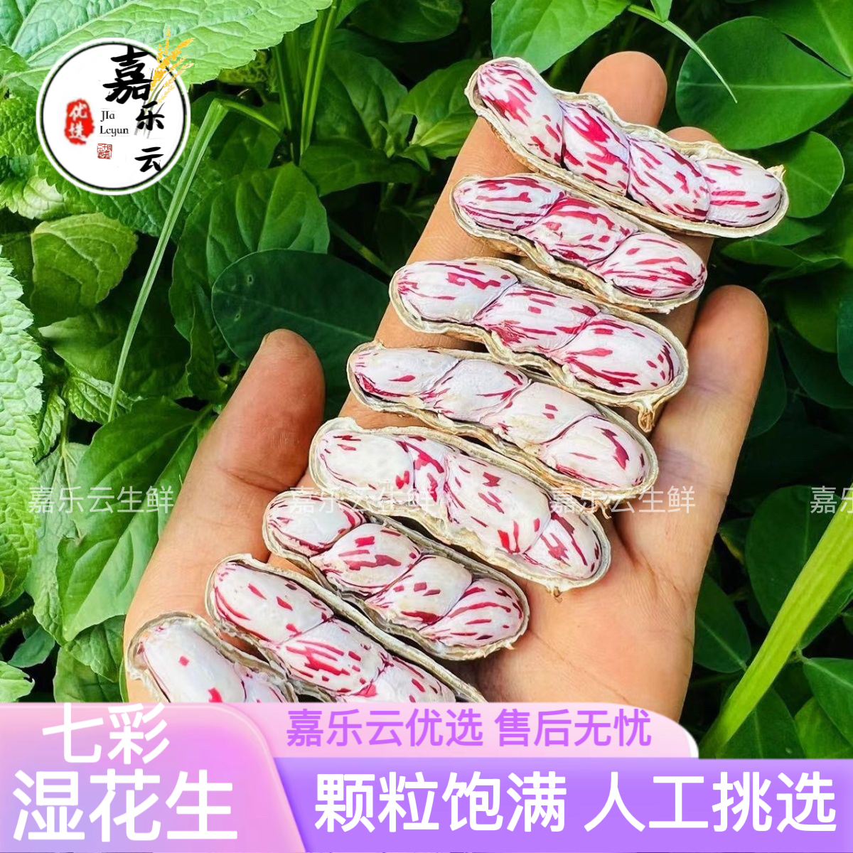 现挖新鲜湿花生七彩花生