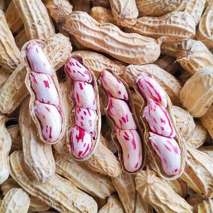 云南新鲜七彩野地花生2025年现挖牛奶花生奶油水果花生农家自种