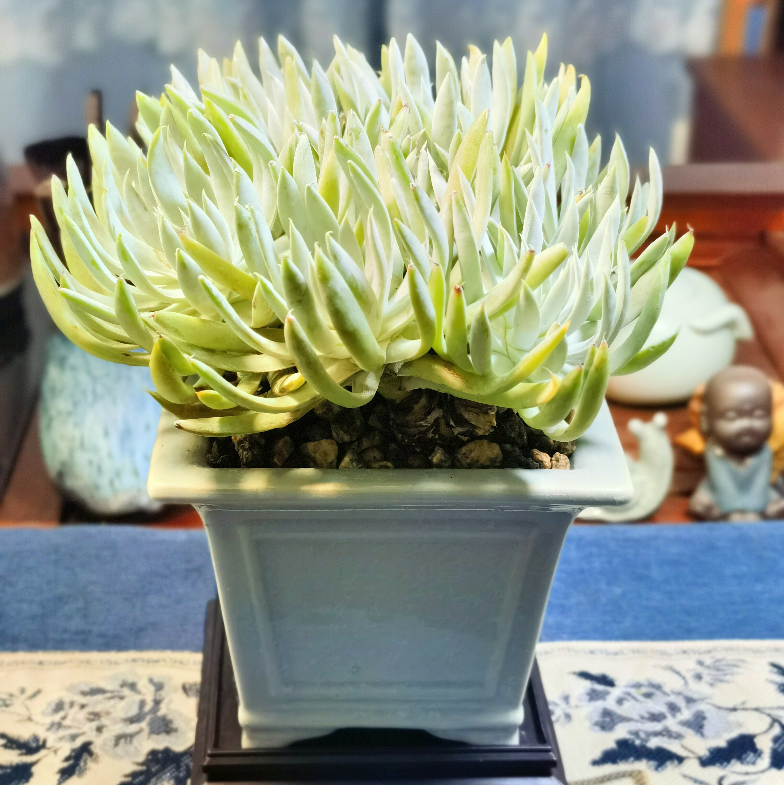 仙女杯系列多头爱杜丽丝小老桩白驹奴婢吉娜朝仙气的室内多肉植物