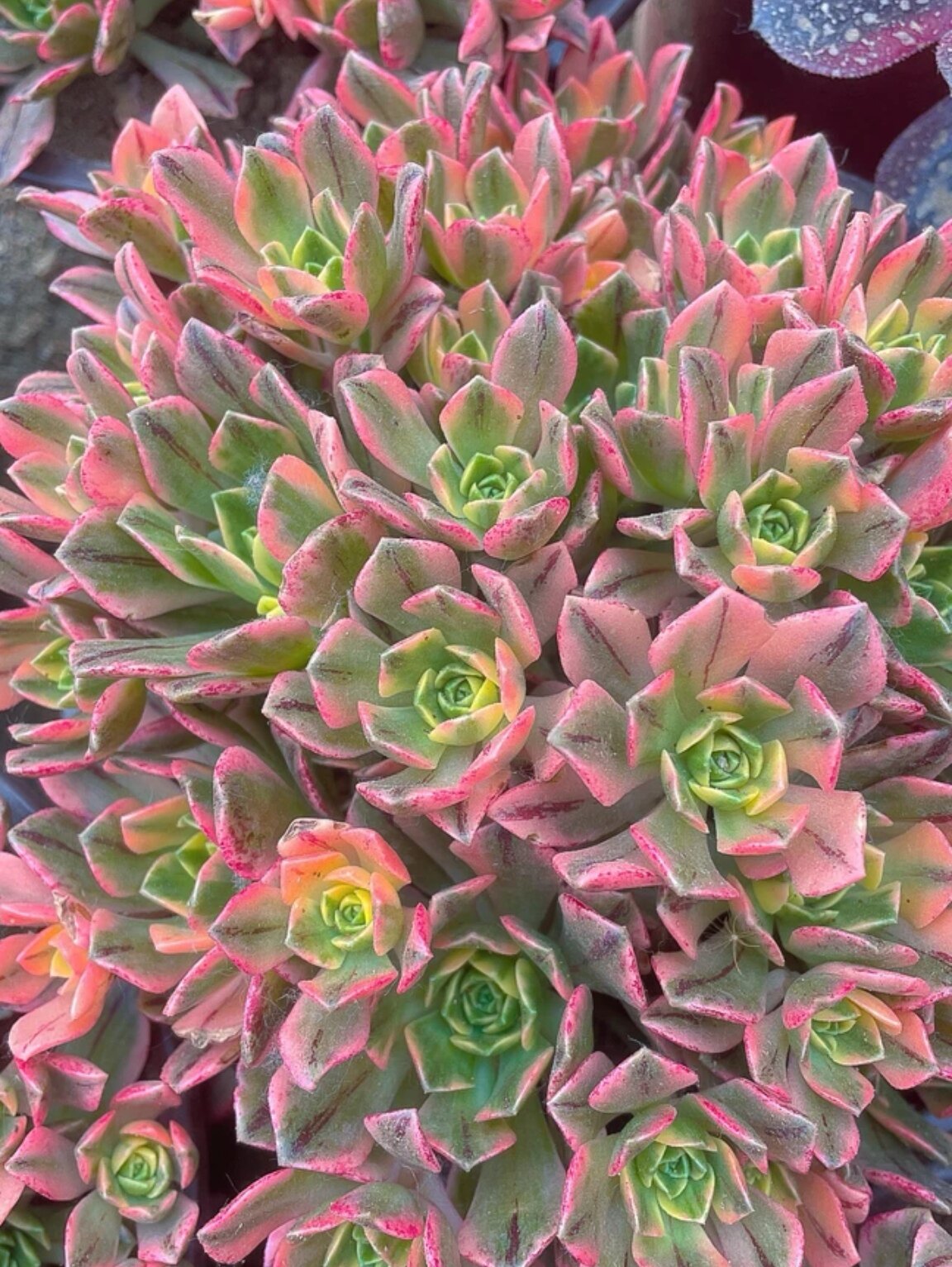 大颗好养【甜茶法师】老桩趣味精品多肉植物室内阳台防辐射净化空