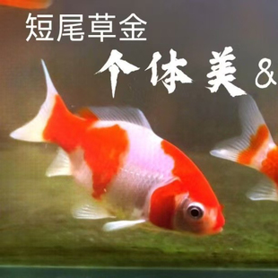 短尾草金红白兔子黄虎冷水鱼好养耐活淡水鱼苗小型鱼缸鱼缸鱼苗