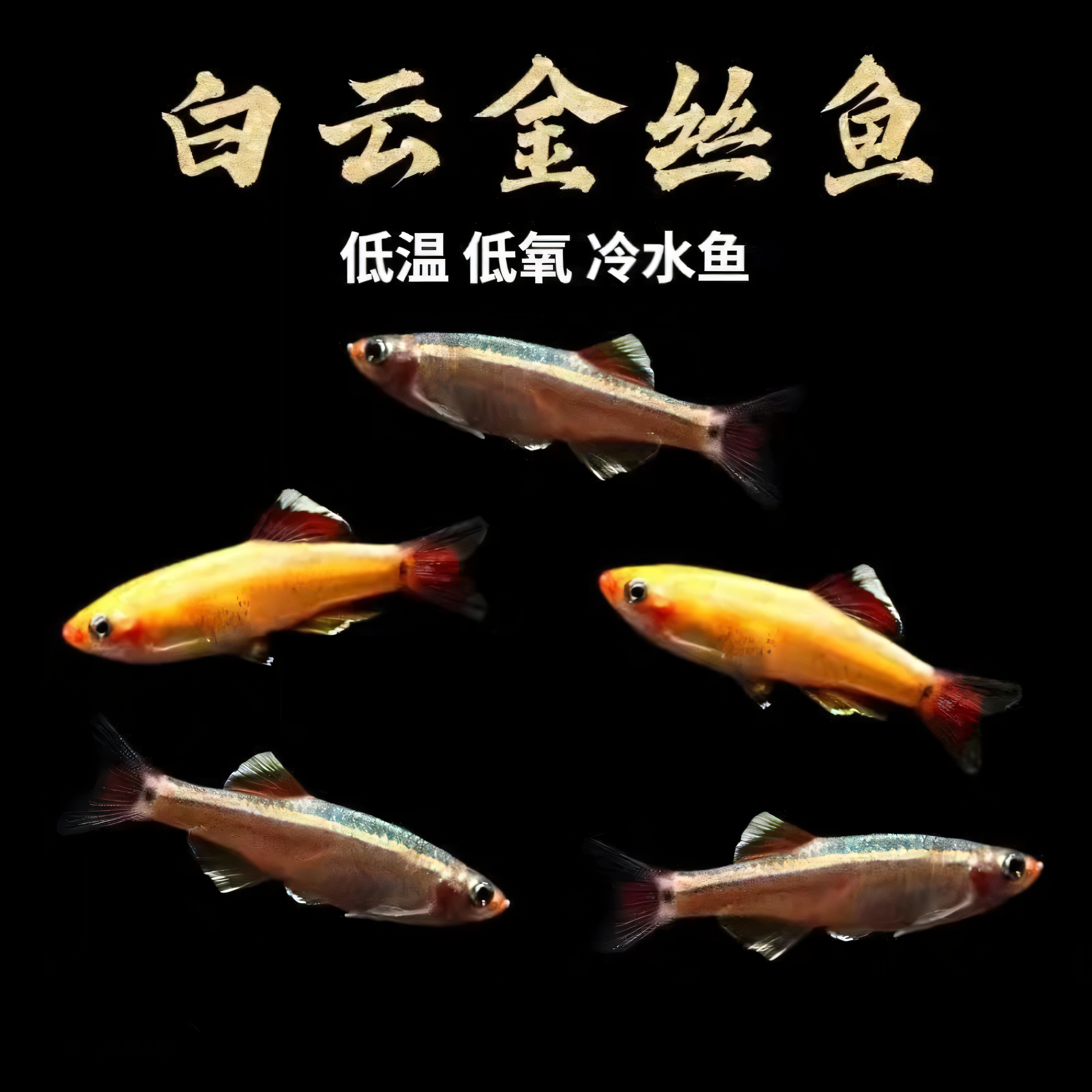 白云金丝淡水小型观赏鱼金丝鱼活体群游鱼好养冷水鱼不加温