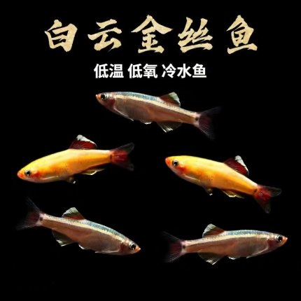 白云金丝淡水小型观赏鱼金丝鱼活体群游鱼好养冷水鱼不加温