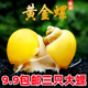 黄金螺观赏螺除藻清理鱼缸螺苹果螺紫纹螺好养易活淡水水族工具螺